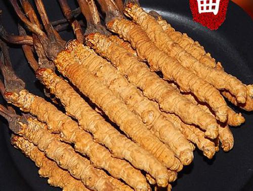 青藏虫草